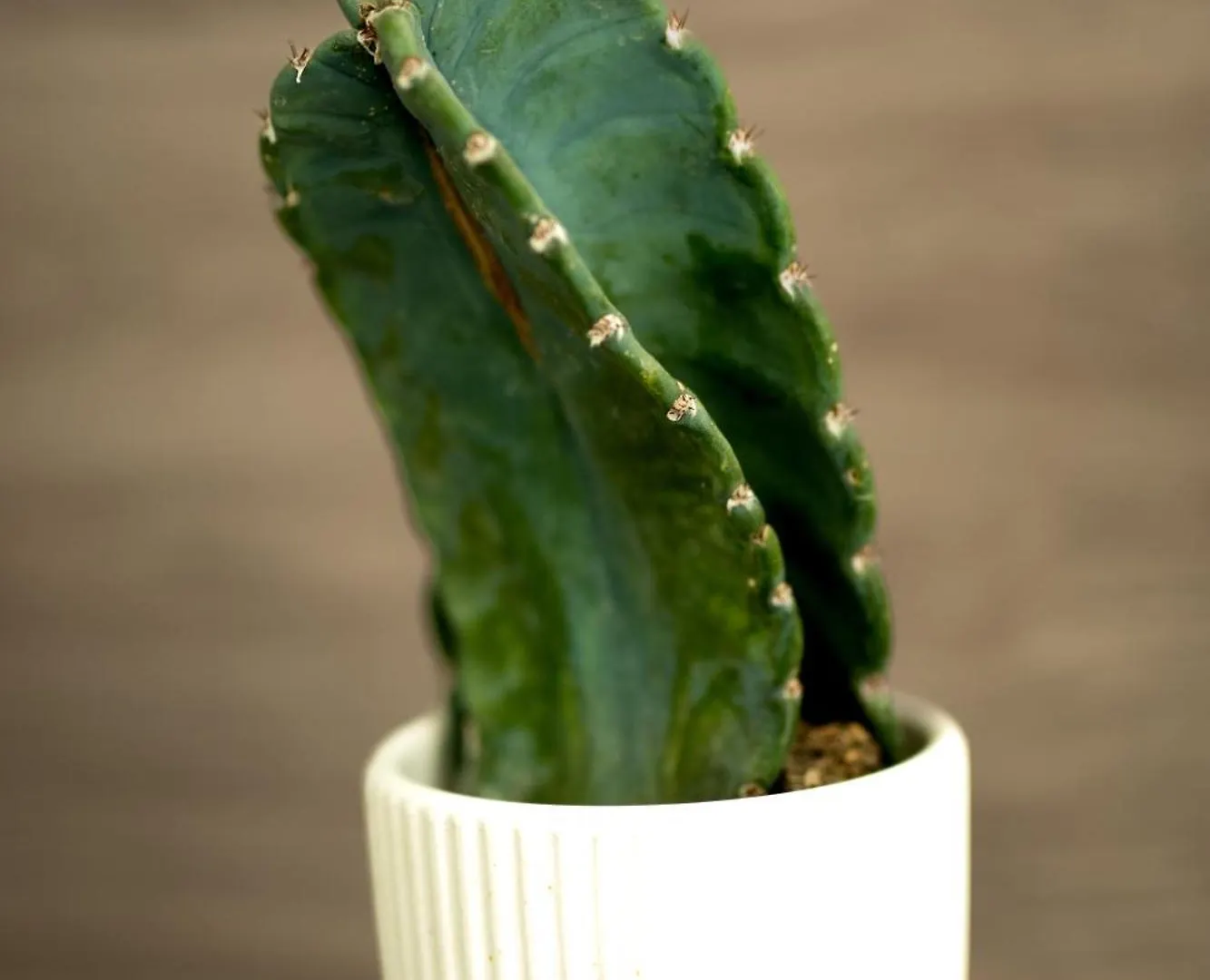 ****  Kasa Cactus Laureles, Medellin Hotel Colombia